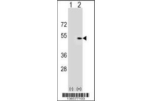 Western blot analysis of PLEKHA1 using rabbit polyclonal PLEKHA1 Antibody using 293 cell lysates (2 ug/lane) either nontransfected (Lane 1) or transiently transfected (Lane 2) with the PLEKHA1 gene. (PLEKHA1 anticorps  (AA 149-178))