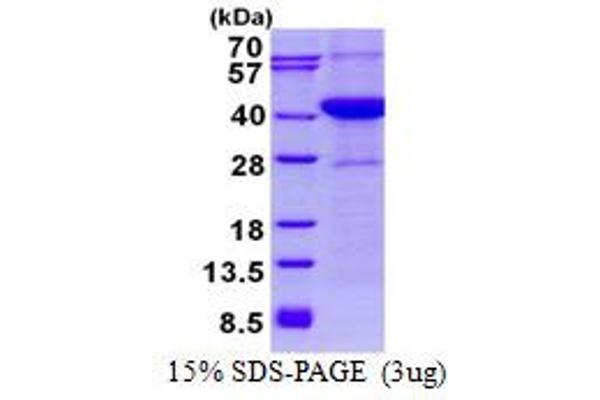 ASNA1 Protein (His tag)