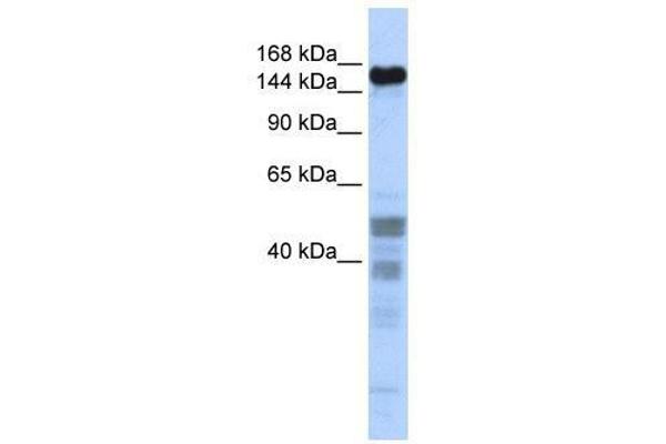 ZNF335 anticorps  (Middle Region)