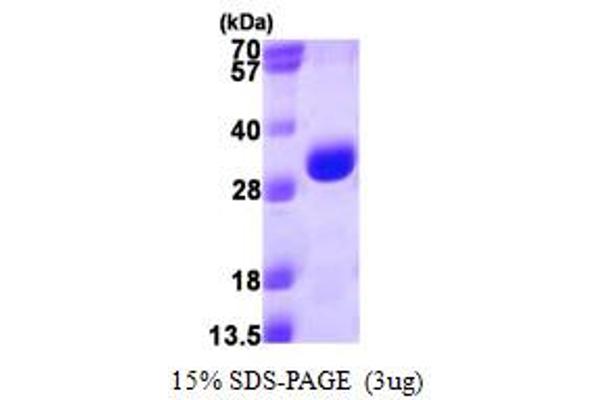 PSMA3 Protein (AA 1-255) (His tag)