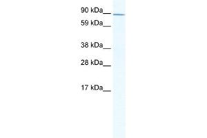 Western Blot showing ZHX2 antibody used at a concentration of 1-2 ug/ml to detect its target protein. (ZHX2 anticorps  (C-Term))