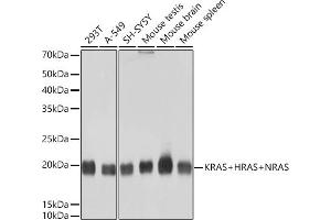 Western blot analysis of extracts of various cell lines, using KRAS+HRAS+NRAS Rabbit mAb (ABIN7267531) at 1:1000 dilution. (GTPase NRas anticorps)