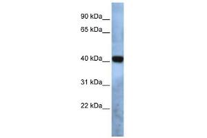 TMEM115 antibody used at 1 ug/ml to detect target protein. (TMEM115 anticorps  (N-Term))