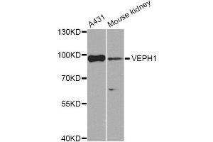 Western blot analysis of extracts of various cell lines, using VEPH1 Antibody (ABIN5974616) at 1/1000 dilution. (VEPH1 anticorps)