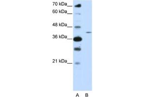 Western Blotting (WB) image for anti-Zinc Finger Protein 488 (ZNF488) antibody (ABIN2461999) (ZNF488 anticorps)