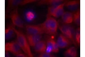 Immunofluorescence staining of methanol-fixed HeLa cells using Rel (Ab-503) Antibody (E021020, Red) (c-Rel anticorps)