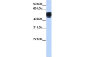 Western Blotting (WB) image for anti-Zinc Finger Protein 681 (ZNF681) antibody (ABIN2463453) (ZNF681 anticorps)