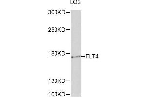 Western blot analysis of extracts of LO2 cells, using FLT4 antibody (ABIN5997738) at 1/1000 dilution. (FLT4 anticorps)