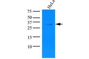 Cell lysates of HeLa (35 ug) were resolved by SDS-PAGE, transferred to nitrocellulose membrane and probed with anti-human KCTD15 (1:1000). (KCTD15 anticorps)