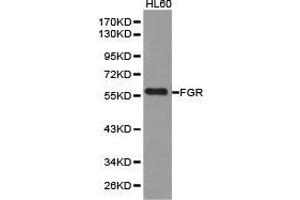 Western Blotting (WB) image for anti-Gardner-Rasheed Feline Sarcoma Viral (V-Fgr) Oncogene Homolog (FGR) antibody (ABIN1872692) (Fgr anticorps)