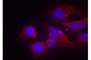 Immunofluorescence staining of methanol-fixed HeLa cells using NMDAR2B (phospho-Tyr1474) antibody (E011168, Red) (GRIN2B anticorps  (pTyr1474))