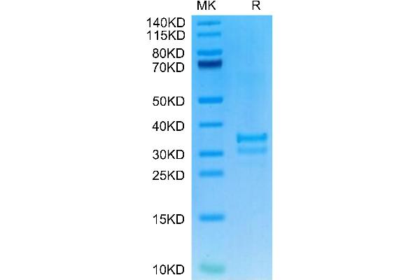 TNFSF15 Protein (AA 61-252) (His-Avi Tag)