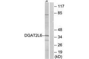 Western Blotting (WB) image for anti-Diacylglycerol O-Acyltransferase 2-Like 6 (DGAT2L6) (AA 271-320) antibody (ABIN2890260) (DGAT2L6 anticorps  (AA 271-320))