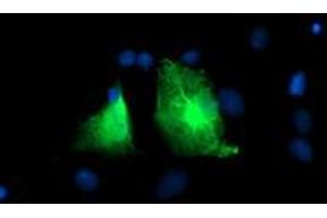 Anti-PFKP mouse monoclonal antibody (ABIN2455343) immunofluorescent staining of COS7 cells transiently transfected by pCMV6-ENTRY PFKP (RC200673). (PFKP anticorps)