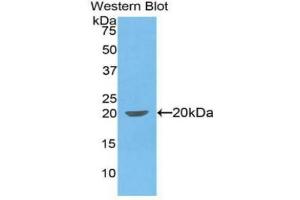 Detection of Recombinant IL1b, Canine using Polyclonal Antibody to Interleukin 1 Beta (IL1b) (IL-1 beta anticorps  (AA 103-260))