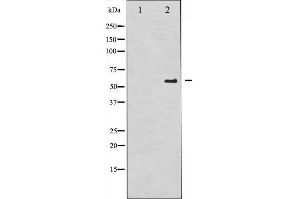 CDC25A anticorps  (pSer75)