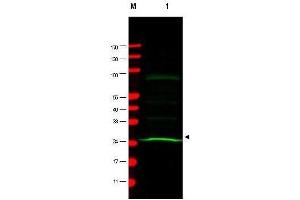 Western blot using  Mab anti-MAD2L1 antibody shows detection of a band at ~24 kDa (arrowhead) corresponding to MAD2L1 present in a HeLa whole cell lysate (lane 1). (MAD2L1 anticorps)