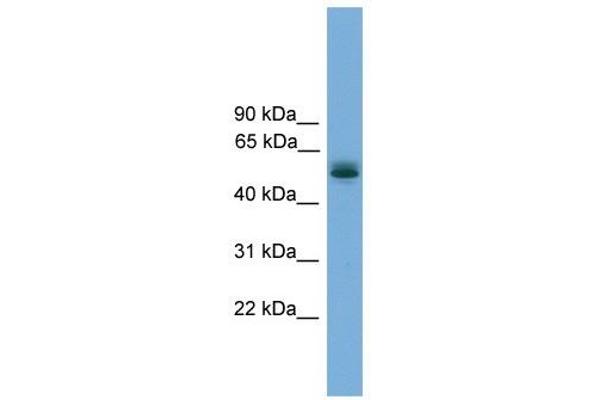 CCDC76 anticorps  (N-Term)