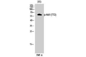 Western Blotting (WB) image for anti-V-Akt Murine Thymoma Viral Oncogene Homolog 1 (AKT1) (pThr72) antibody (ABIN3182569) (AKT1 anticorps  (pThr72))