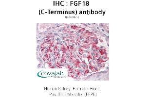 Image no. 1 for anti-Fibroblast Growth Factor 18 (FGF18) antibody (ABIN1734339) (FGF18 anticorps)