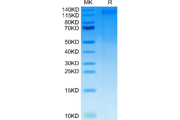 CD248 Protein (AA 18-687) (His tag)