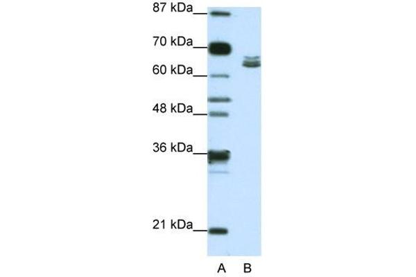 ZFP57 anticorps  (N-Term)