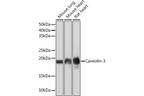 Caveolin 3 anticorps