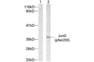 Western blot analysis of extracts from 293 cells using JunD (phospho-Ser255) antibody (E011028). (JunD anticorps  (pSer255))