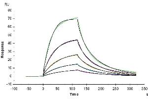 Mouse PD-L1, hFc Tag immobilized on CM5 Chip can bind Mouse PD-1, hFc Tag with an affinity constant of 0. (PD-L1 Protein (AA 19-237) (Fc Tag))