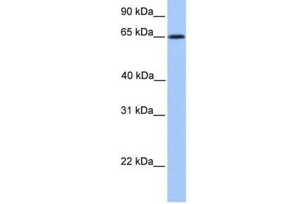 ZNF837 anticorps