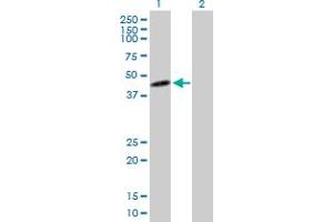 Western Blot analysis of IDO1 expression in transfected 293T cell line by IDO1 MaxPab polyclonal antibody. (IDO1 anticorps  (AA 1-403))