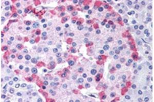 Anti-GLP1R antibody  ABIN1048665 IHC staining of human pancreas. (GLP1R anticorps  (Cytoplasmic Domain))