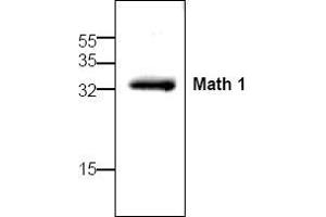 Image no. 1 for anti-Atonal Homolog 1 (Drosophila) (ATOH1) antibody (ABIN127289) (ATOH1 anticorps)