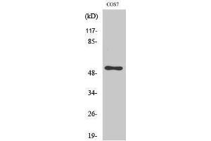 Western Blotting (WB) image for anti-Cell Division Cycle 37 Homolog (S. Cerevisiae) (CDC37) (Tyr593) antibody (ABIN3179944) (CDC37 anticorps  (Tyr593))