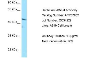 Western Blotting (WB) image for anti-Bone Morphogenetic Protein 4 (BMP4) (C-Term) antibody (ABIN970200) (BMP4 anticorps  (C-Term))