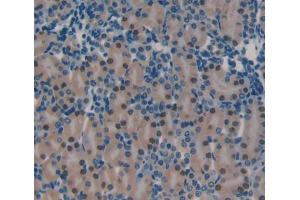 IHC-P analysis of Mouse Tissue, with DAB staining. (PRKDC anticorps  (AA 3899-4128))