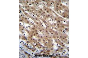 PNN Antibody immunohistochemistry analysis in formalin fixed and paraffin embedded human liver tissue followed by peroxidase conjugation of the secondary antibody and DAB staining. (PNN anticorps  (AA 209-239))