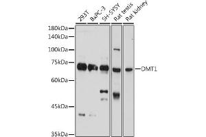 Western blot analysis of extracts of various cell lines, using DMT1 Rabbit pAb (ABIN6129471, ABIN6147839, ABIN6147840 and ABIN6214400) at 1:1000 dilution. (SLC11A2 anticorps  (AA 1-100))