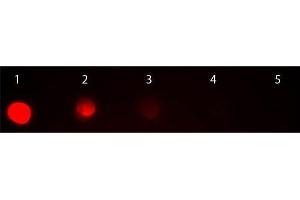 Dot Blot of Goat anti-Mouse IgG2a Antibody Rhodamine Conjugated Pre-absorbed. (Chèvre anti-Souris IgG2a (Heavy Chain) Anticorps (TRITC) - Preadsorbed)