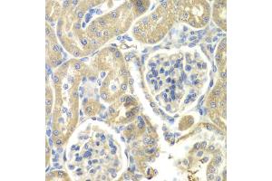 Immunohistochemistry of paraffin-embedded rat kidney using OAZ1 antibody (ABIN5975538) at dilution of 1/100 (40x lens). (OAZ1 anticorps)