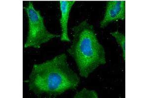 ICC/IF analysis of HAX1 in HeLa cells line, stained with DAPI (Blue) for nucleus staining and monoclonal anti-human HAX1 antibody (1:100) with goat anti-mouse IgG-Alexa fluor 488 conjugate (Green). (HAX1 anticorps)