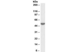 Western blot testing of human peripheral lymphocyte lysate with LSP1 antibody at 0. (LSP1 anticorps)
