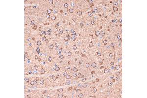 Immunohistochemistry of paraffin-embedded mouse brain using 14-3-3 gamma Rabbit mAb (ABIN7265311) at dilution of 1:100 (40x lens). (14-3-3 gamma anticorps)