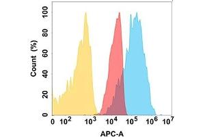 CD112 protein is highly expressed on the surface of Expi293 cell membrane. (PVRL2 anticorps)