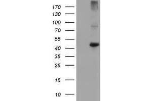 Image no. 1 for anti-Carboxypeptidase A1 (Pancreatic) (CPA1) antibody (ABIN1497592) (CPA1 anticorps)