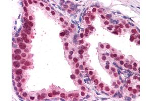 Anti-FOXA2 antibody IHC of human prostate. (FOXA2 anticorps  (AA 453-463))