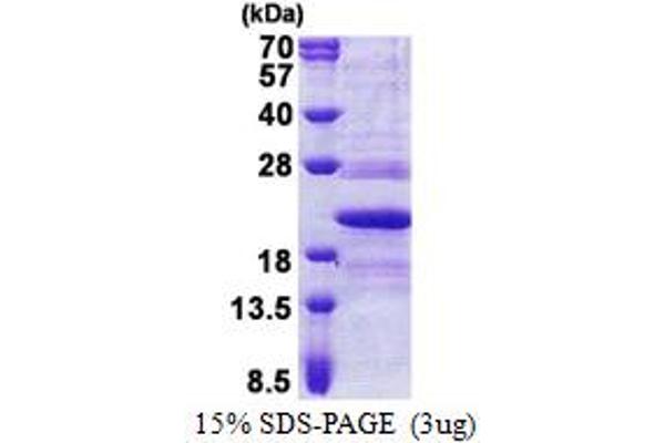 TMED10 Protein (AA 32-185) (His tag)