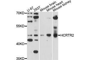 Western blot analysis of extracts of various cell lines, using HCRTR2 antibody (ABIN5971562) at 1/1000 dilution. (HCRTR2 anticorps)