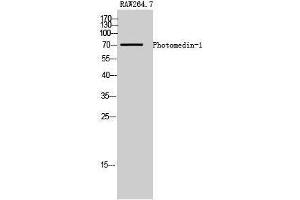 Western Blotting (WB) image for anti-Olfactomedin-Like 2A (OLFML2A) (Internal Region) antibody (ABIN3186427) (OLFML2A anticorps  (Internal Region))