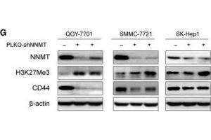 Western Blotting (WB) image for anti-Histone 3 (H3) (H3K27me) antibody (ABIN3023269)